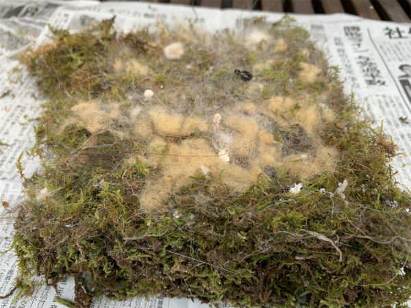シジュウカラの巣箱の苔