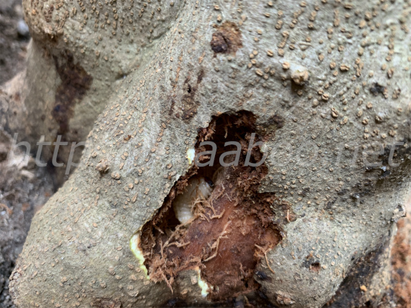 オリーブの幹の中にいるオリーブアナアキゾウムシの幼虫