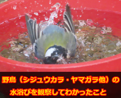 野鳥 シジュウカラ ヤマガラ他 の水浴びを観察してわかったこと 端っこの真ん中